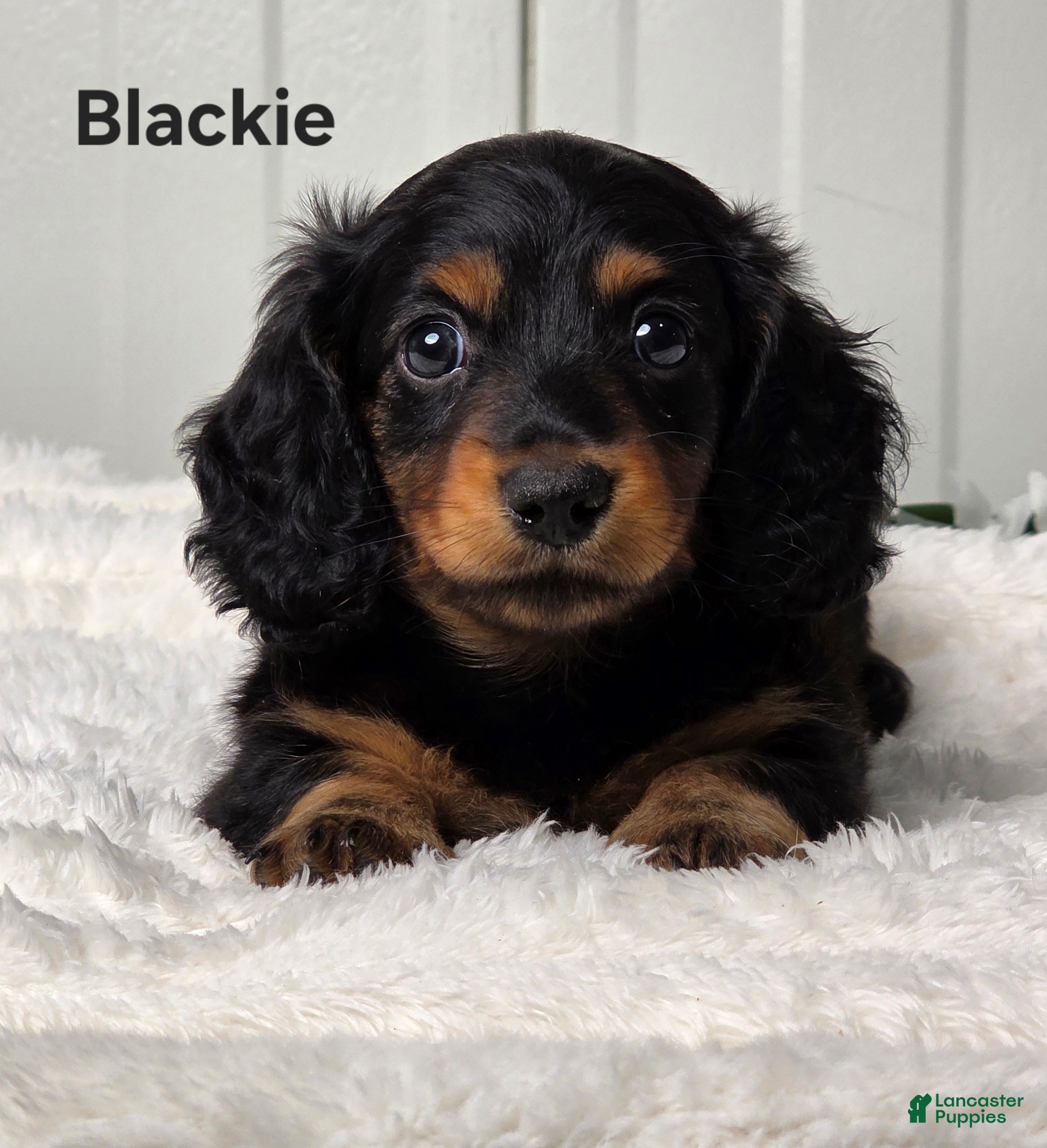 Miniature Dachshund dogs Blackie - Ad 1