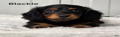 Blackie