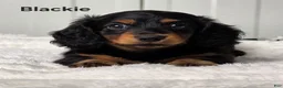 Miniature Dachshund dogs for sale: Blackie - Ad 1