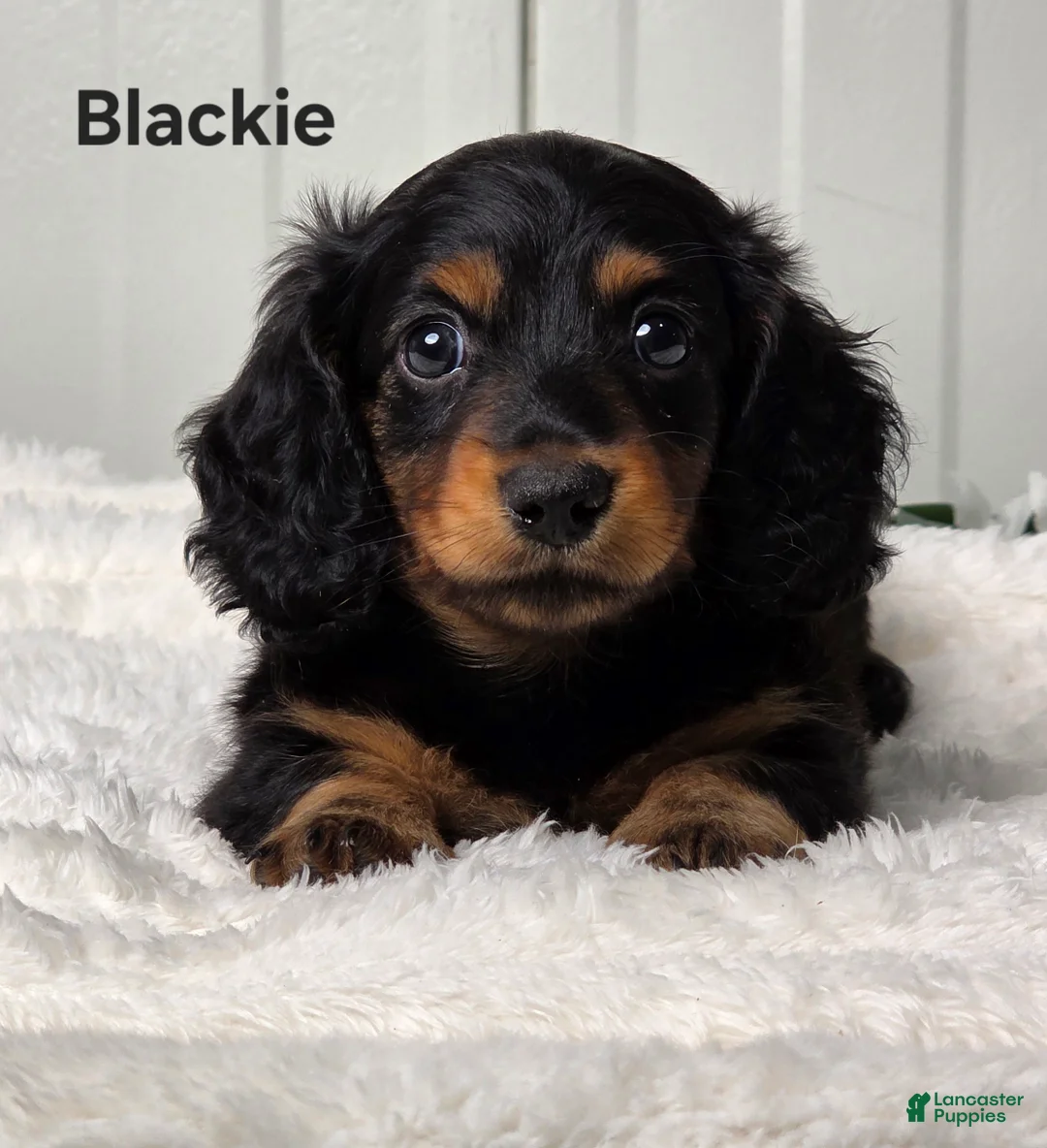 Miniature Dachshund dogs for sale: Blackie - Ad 1