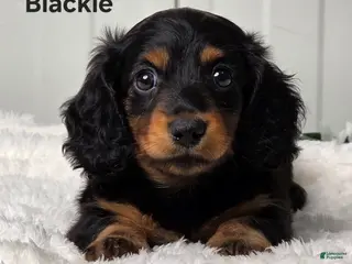 Miniature Dachshund dogs for sale: Blackie - Ad 4