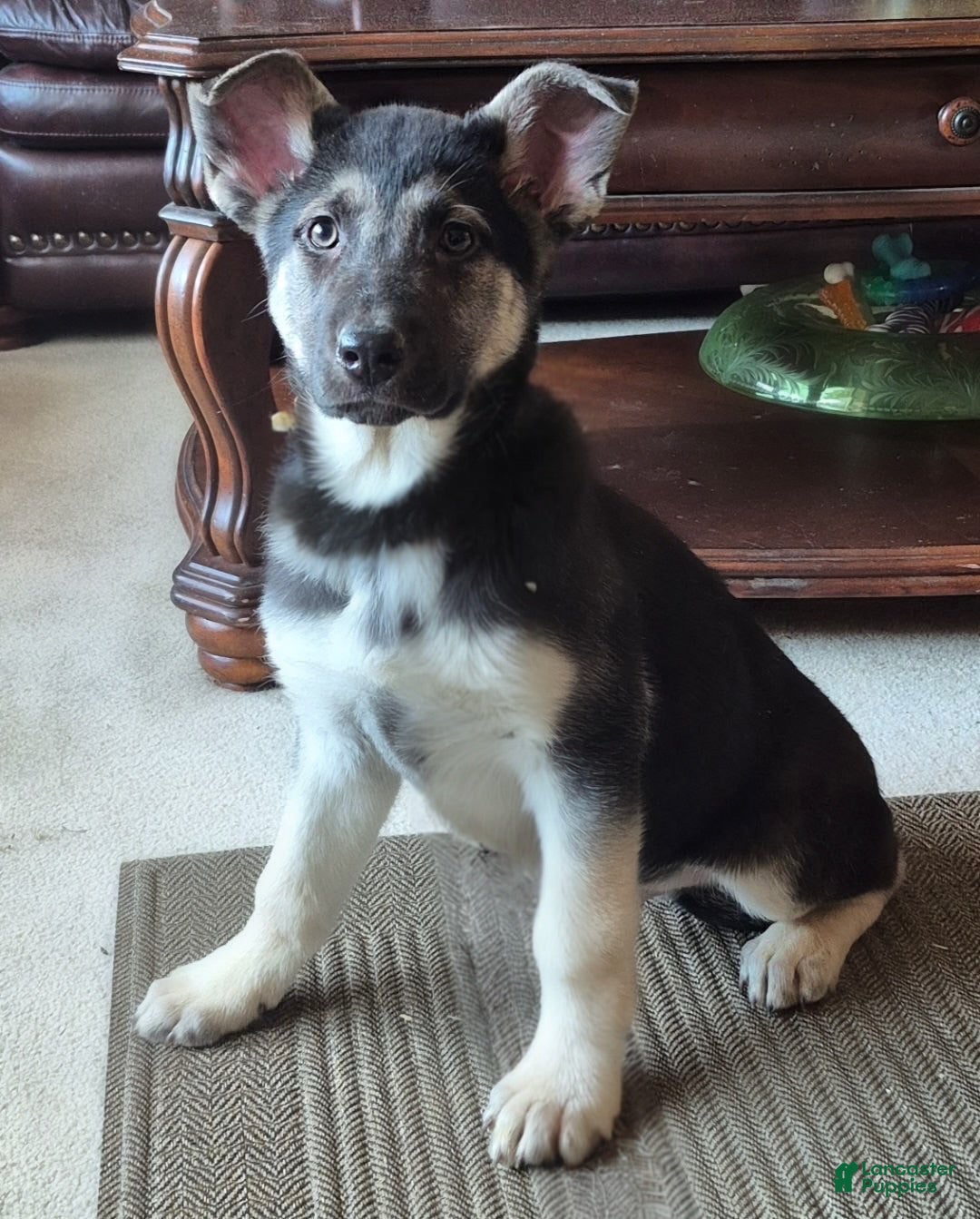 German Shepherd dogs for sale: German Shepherd Puppy  - Ad 1
