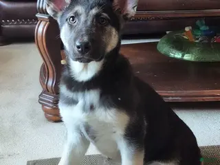 German Shepherd dogs for sale: German Shepherd Puppy - Ad 1