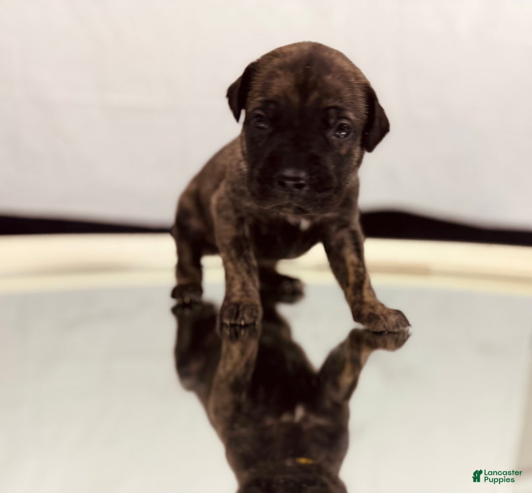 Cane Corso dogs for sale: Hera - Ad 6