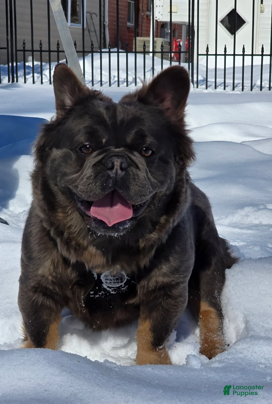 French Bulldog dogs for sale: Tyson - Ad 19