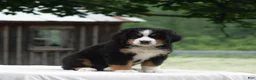 Bernese Mountain Dog dogs for sale: Bryce - Ad 2