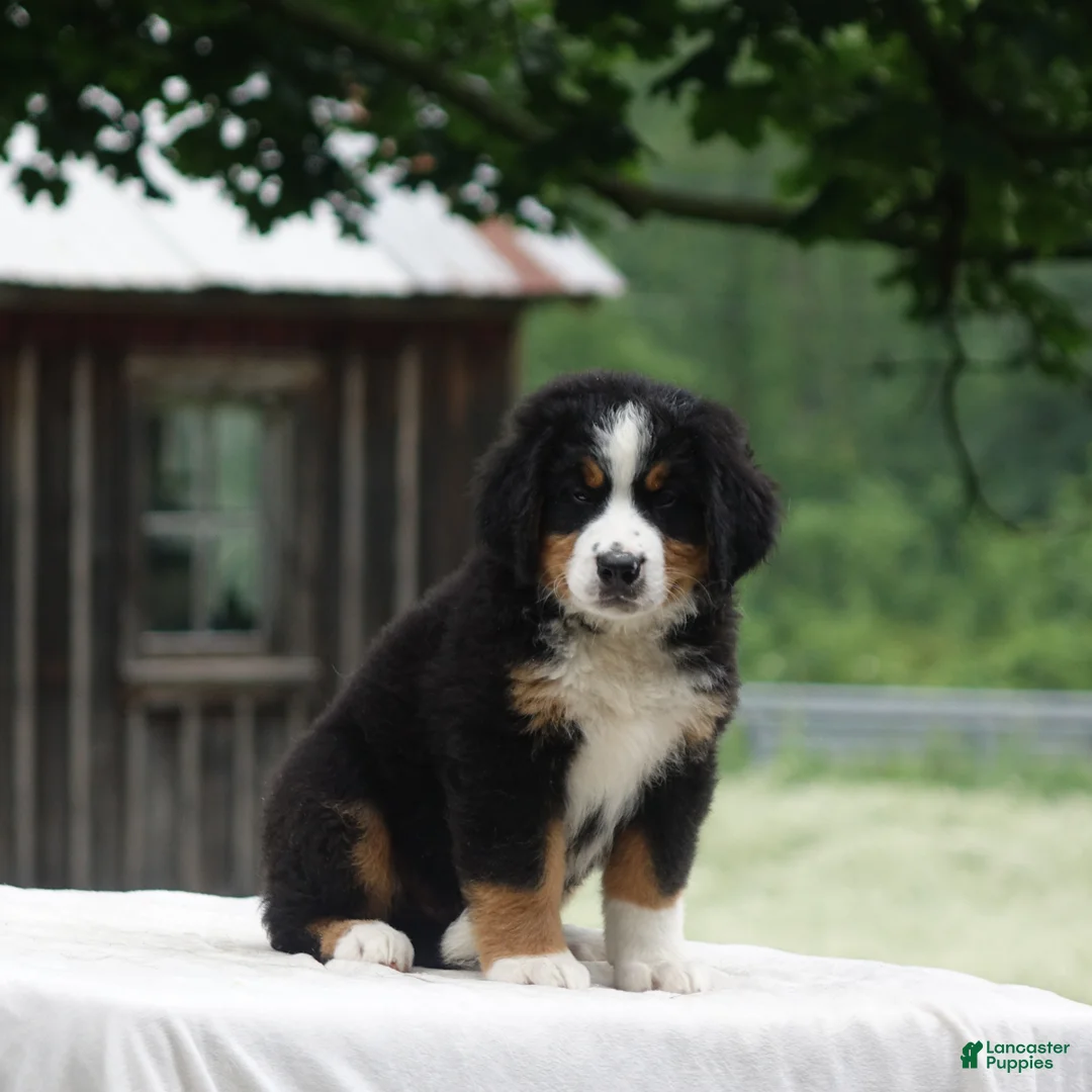 Bernese Mountain Dog dogs for sale: Bryce - Ad 2