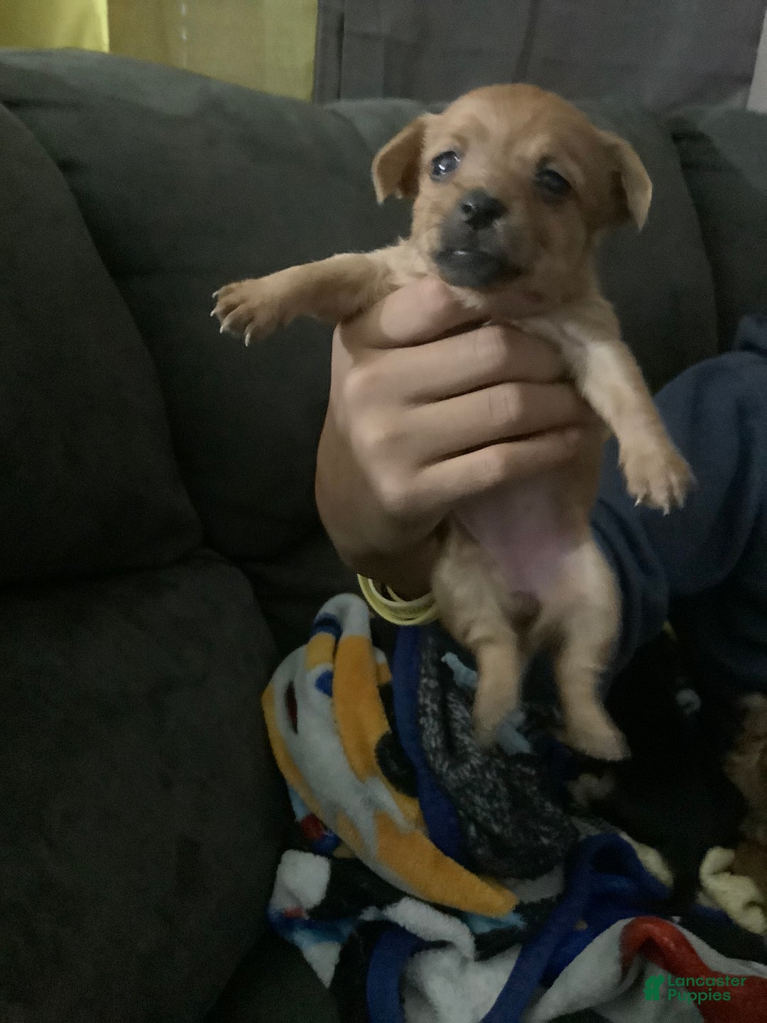 Mixed Breed dogs for sale: Liz - Ad 4