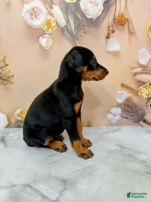Doberman Pinscher dogs for sale: Poppy - Ad 2
