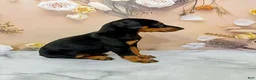Doberman Pinscher dogs for sale: Poppy - Ad 2