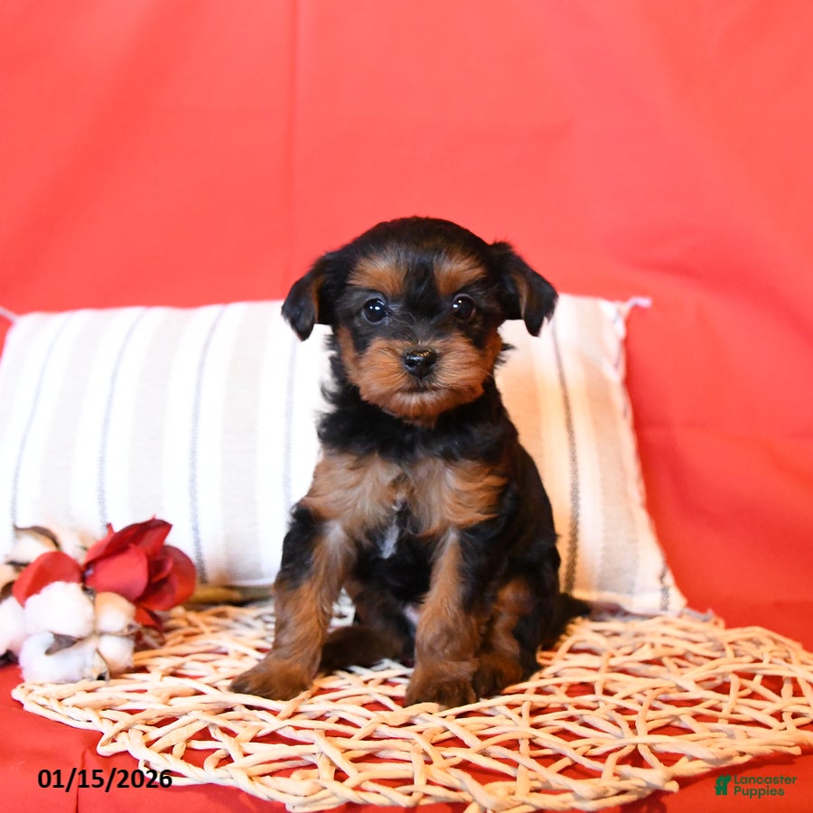 Yorkiepoo dogs Rainbow - Ad 24