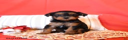 Yorkiepoo dogs for sale: Rainbow - Ad 1
