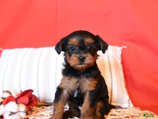 Yorkiepoo dogs Rainbow - Ad 35