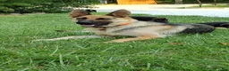 German Shepherd dogs for sale: Marmaduke  - Ad 6