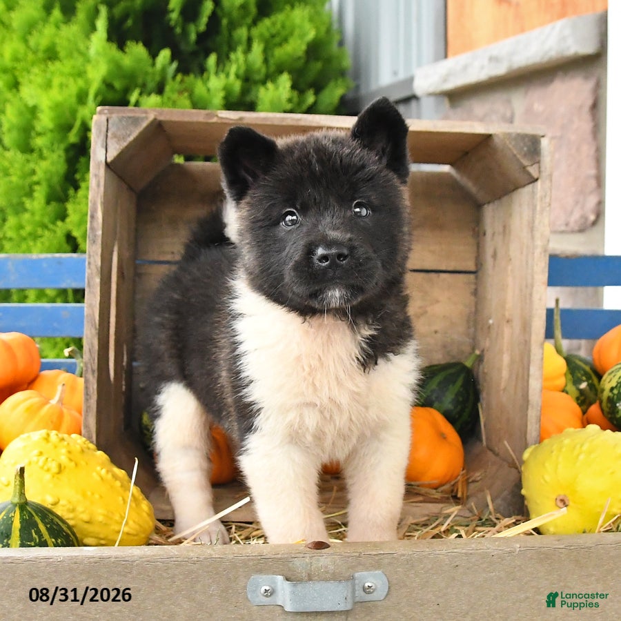 Akita dogs Nessie - Ad 2