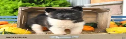 Akita dogs for sale: Nessie - Ad 2