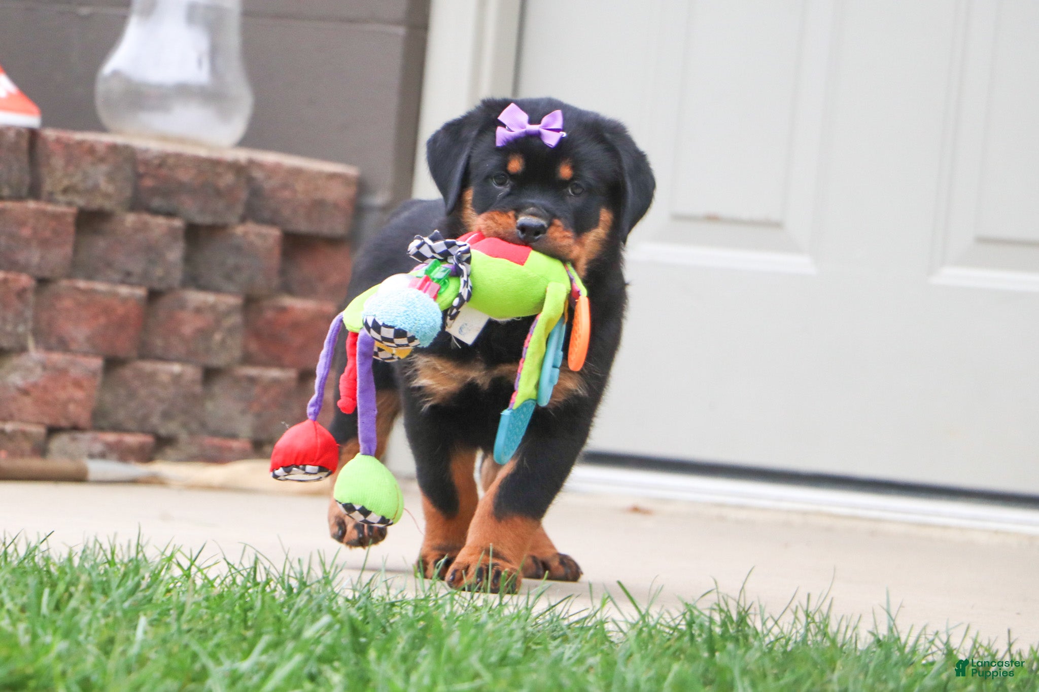 Rottweiler dogs Oakley - Ad 1