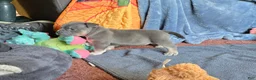American Bully dogs for sale: Orien - Ad 3