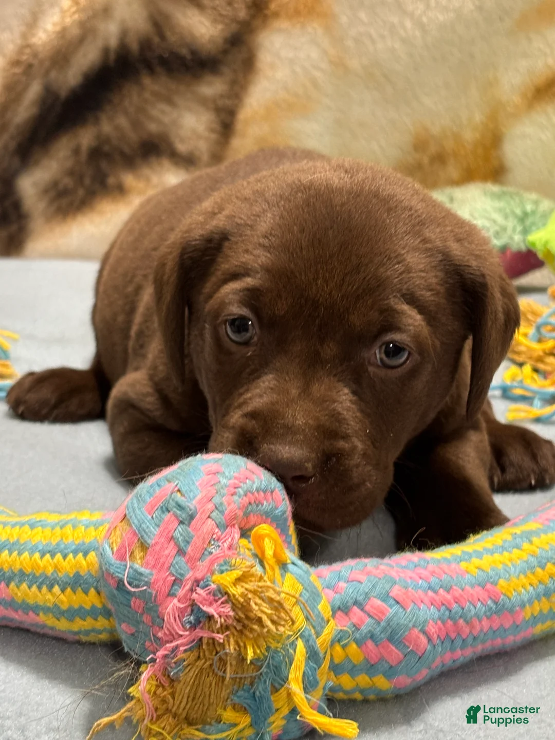 Labrador Retriever dogs for sale: Suzy - Ad 1