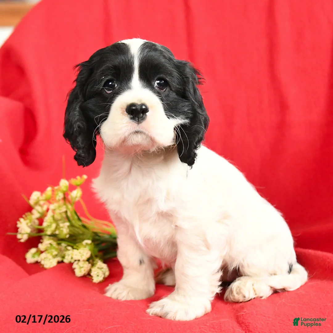 English Cocker Spaniel dogs for sale: Lane - Ad 1