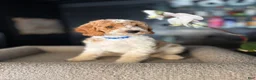 Goldendoodle dogs for sale: Ally - Ad 2