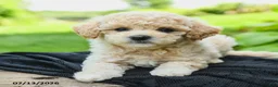Bichpoo dogs for sale: Heather - Ad 3