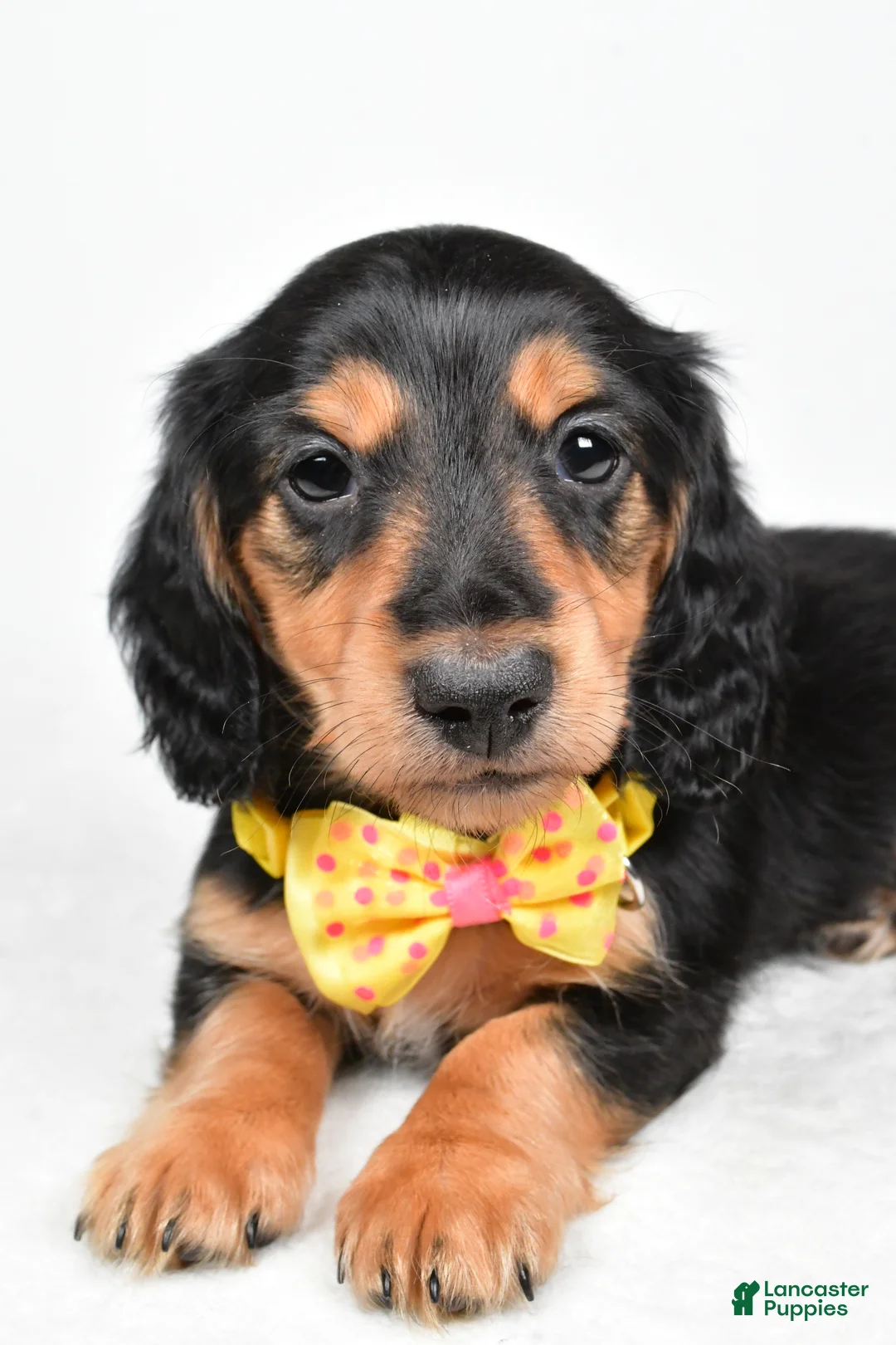 Miniature Dachshund dogs for sale: Ace - Ad 4