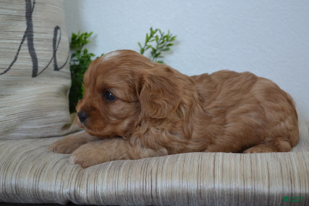 Miniature Poodle dogs for sale: Peanuts - Ad 2