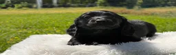 Miniature Dachshund dogs for sale: Minks  - Ad 2
