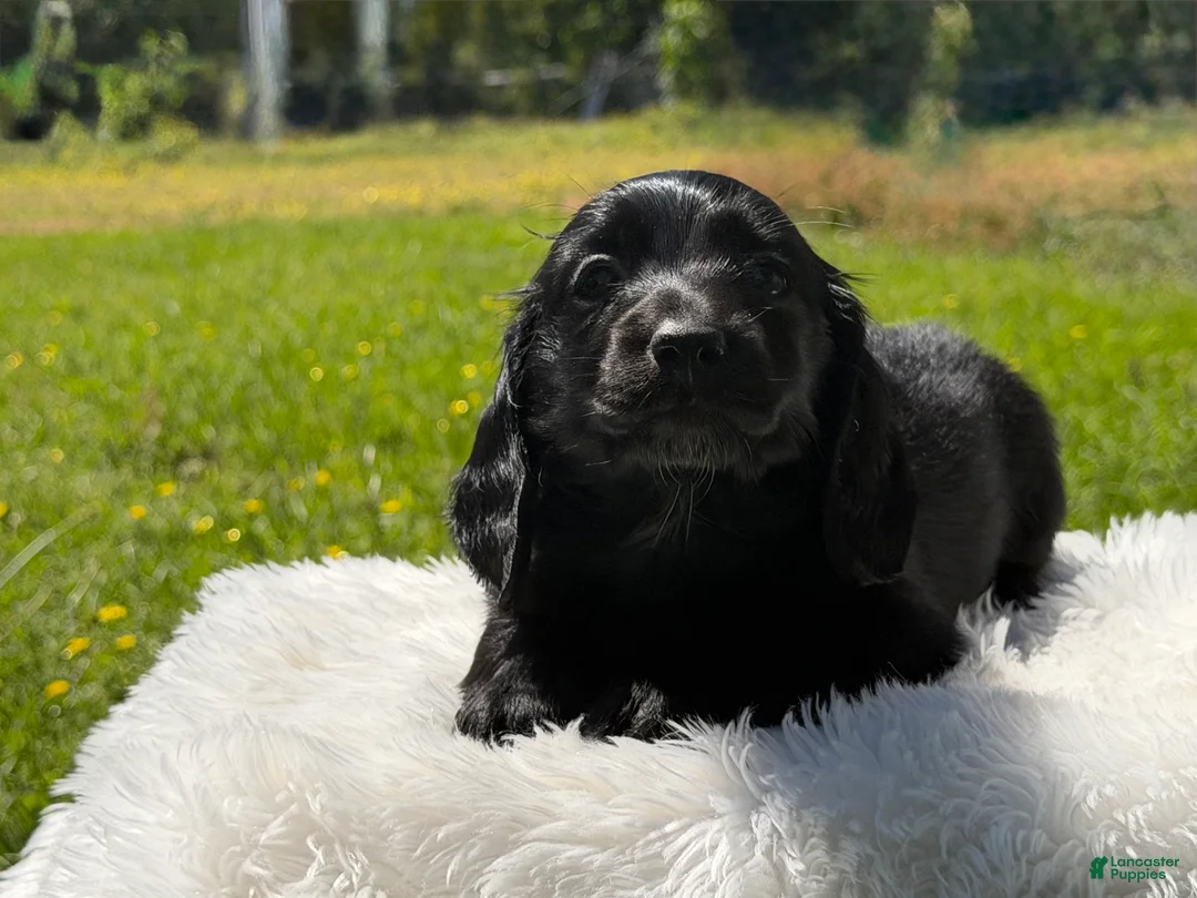 Miniature Dachshund dogs for sale: Minks  - Ad 2