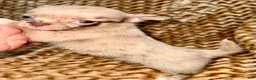 Chihuahua dogs for sale: Merle  - Ad 6