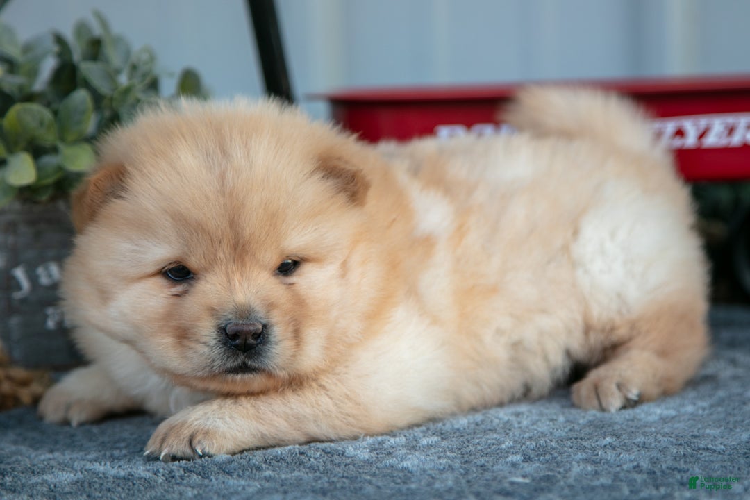 Chow Chow dogs for sale: Coach - Ad 2