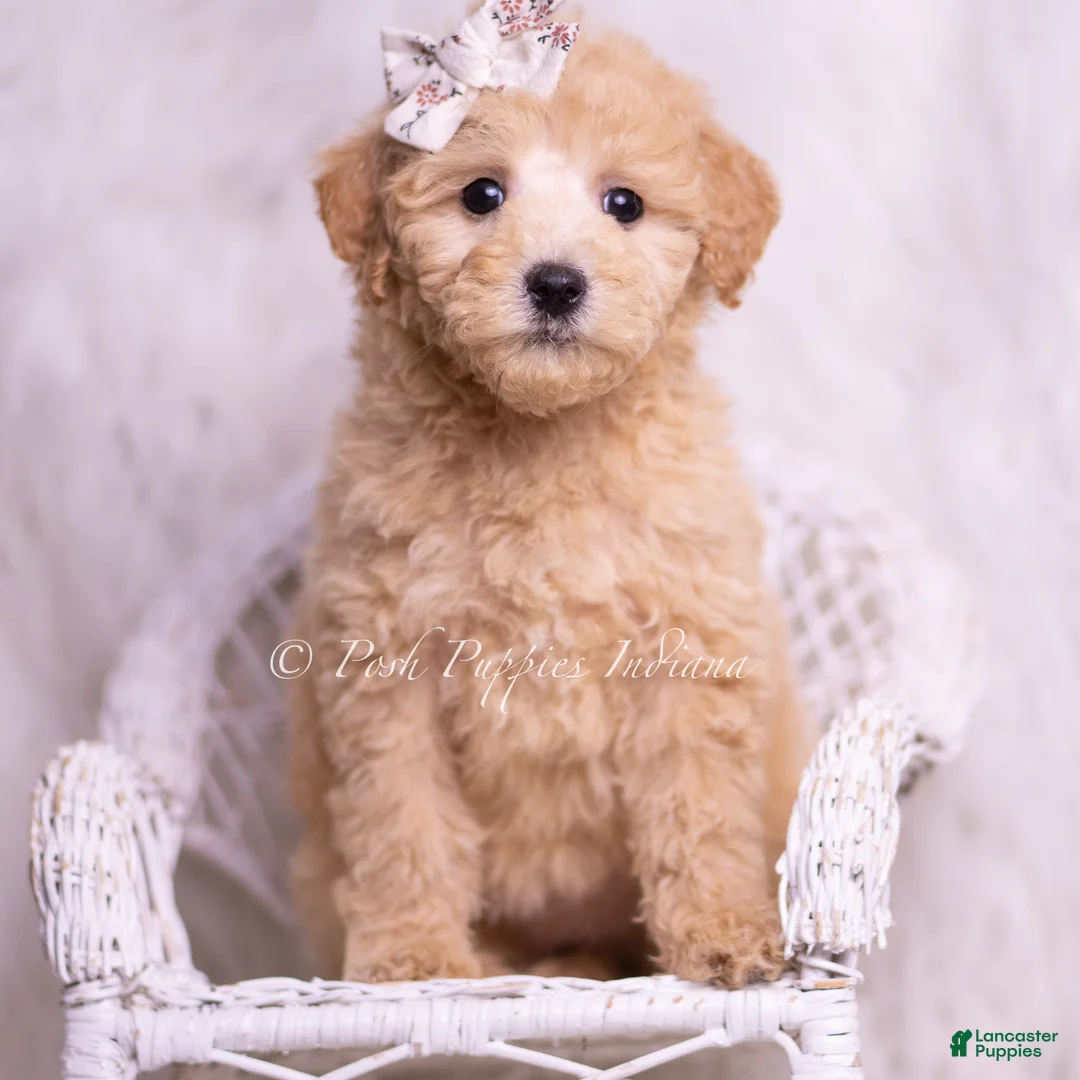 Mini Goldendoodle dogs for sale: Clover - Ad 5