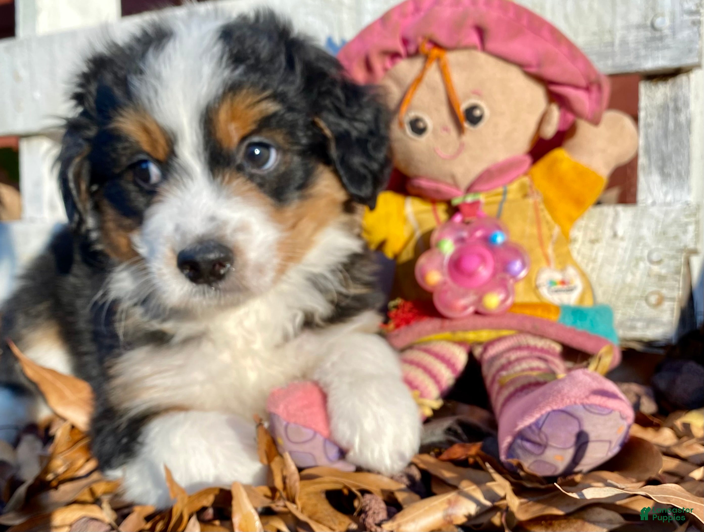 Bernedoodle dogs Bailey - Ad 1