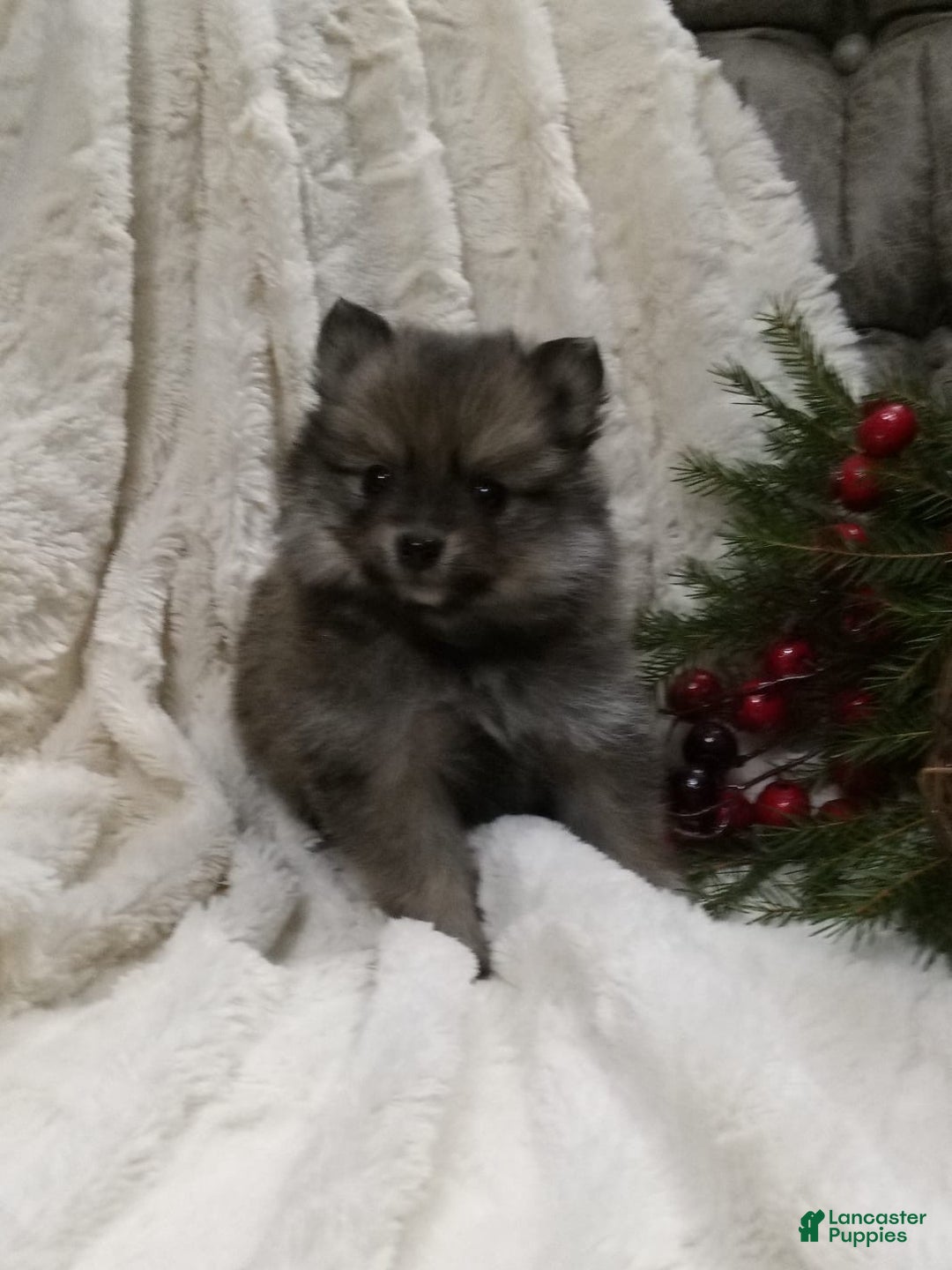 Pomeranian dogs for sale: Chase - Ad 2