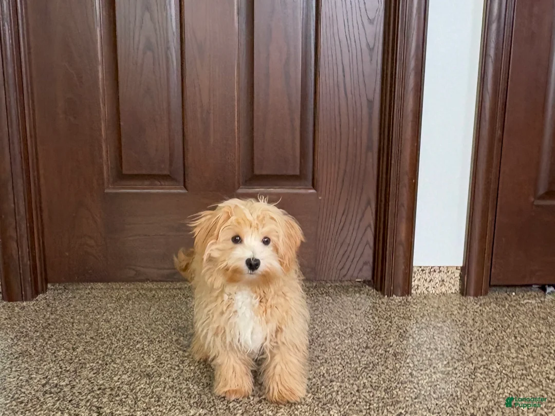 Maltipoo dogs for sale: Drew - Ad 6