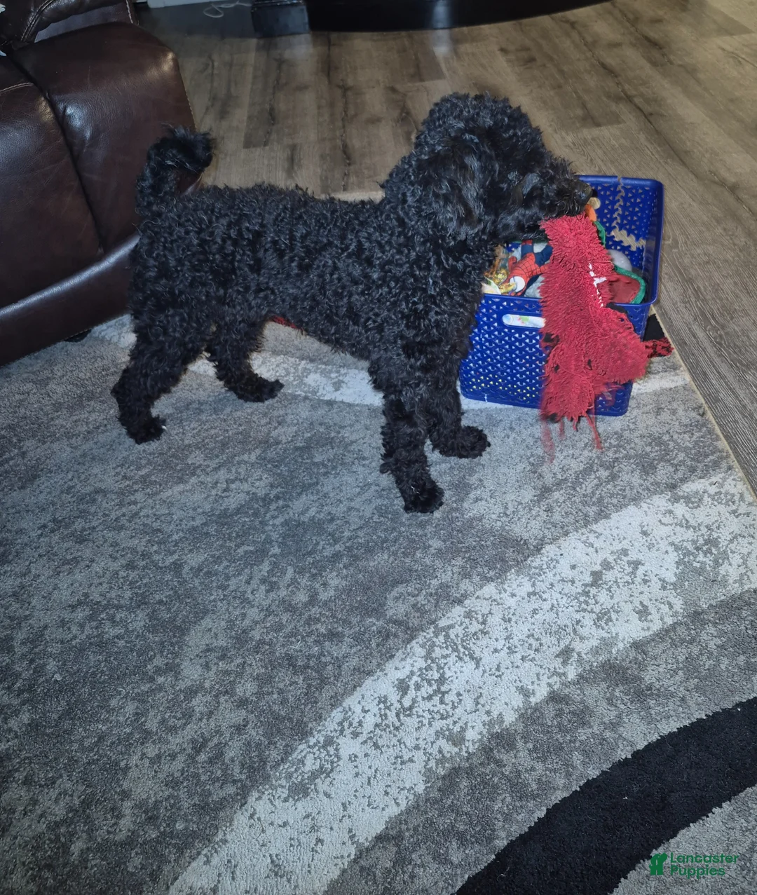 Miniature Poodle dogs for sale: Dexter  - Ad 3