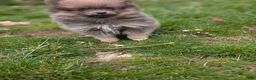 Pomeranian dogs for sale: Dallas  - Ad 2