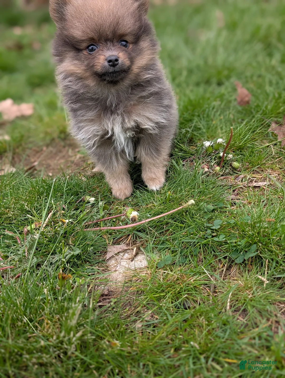 Pomeranian dogs for sale: Dallas  - Ad 2