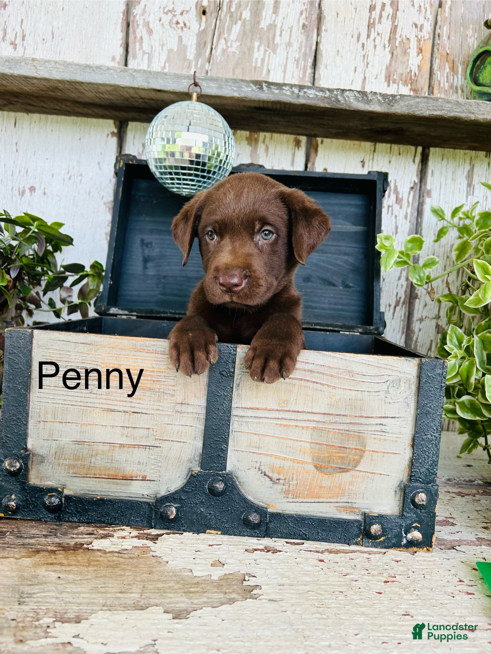 Labrador Retriever dogs Penny - Ad 1