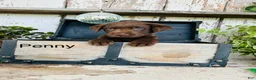 Labrador Retriever dogs for sale: Penny - Ad 1
