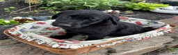 Mixed Breed dogs for sale: Mixed Breed 3 - Ad 14