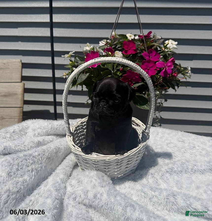 Pug dogs Ebony - Ad 21