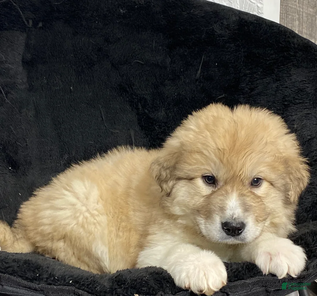 Great Pyrenees dogs for sale: George  - Ad 5