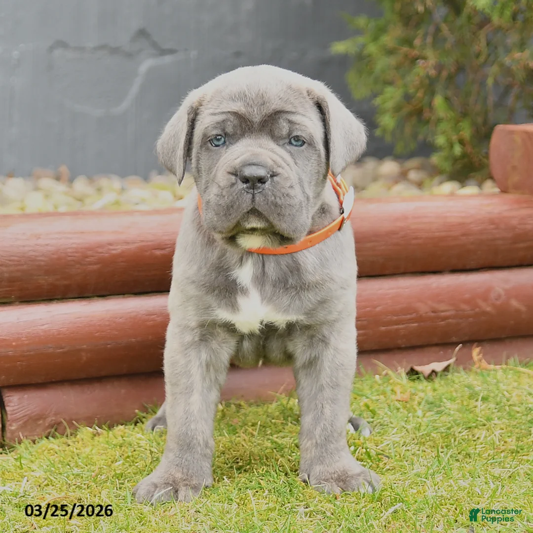 Cane Corso dogs for sale: Havock - Ad 2