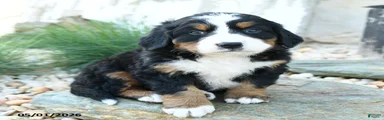 Beautiful Belle