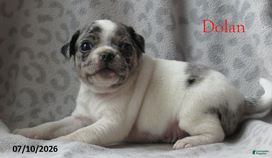 Jug dogs Dolan - Ad 2