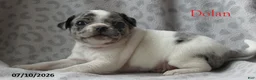 Jug dogs for sale: Dolan - Ad 2