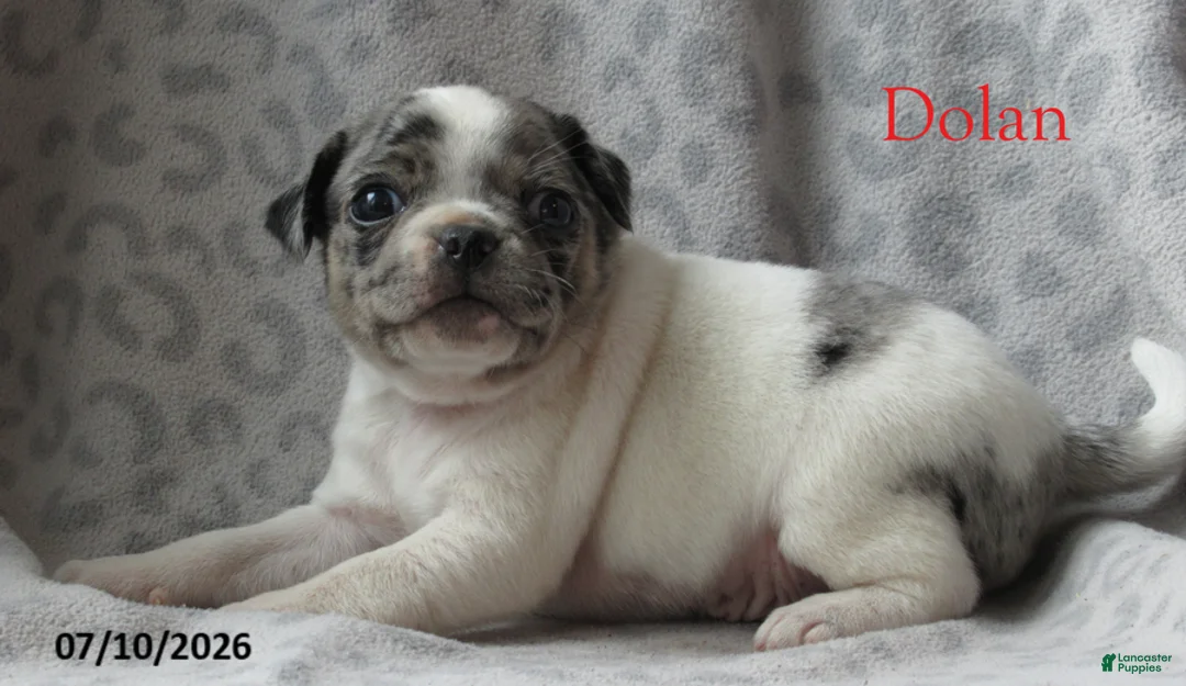 Jug dogs for sale: Dolan - Ad 2