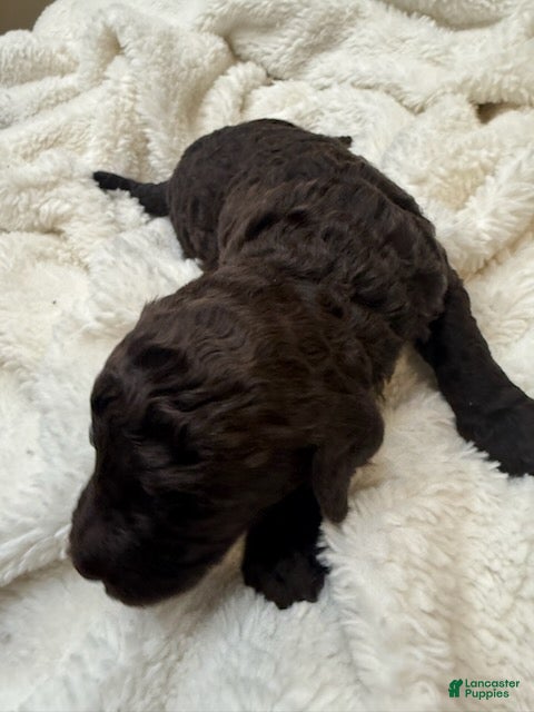 Goldendoodle dogs for sale: Dark Brown Girl - Ad 3